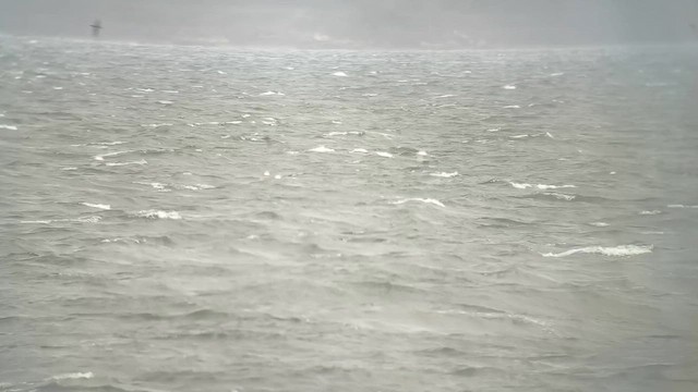 Manx Shearwater - ML646915513