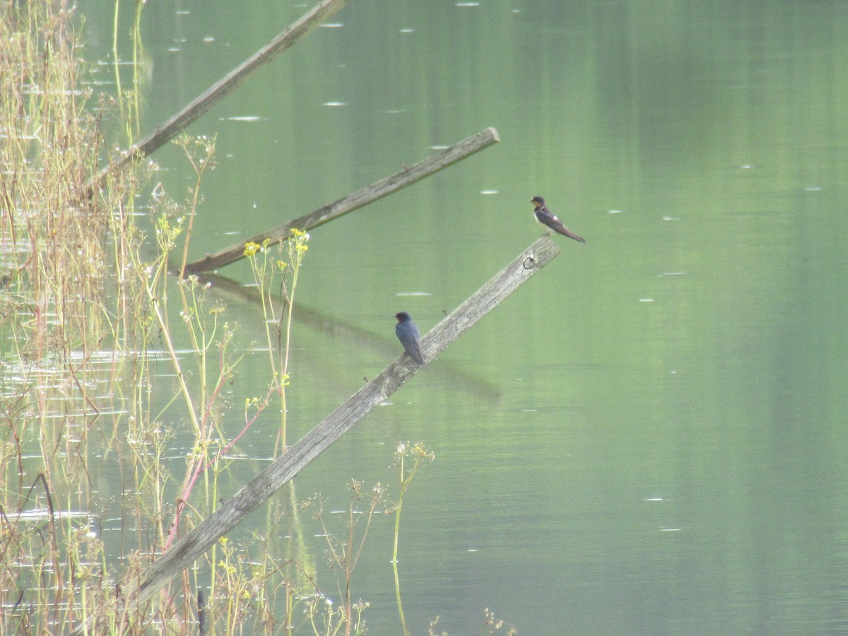 סנונית אמריקנית - ML646915521