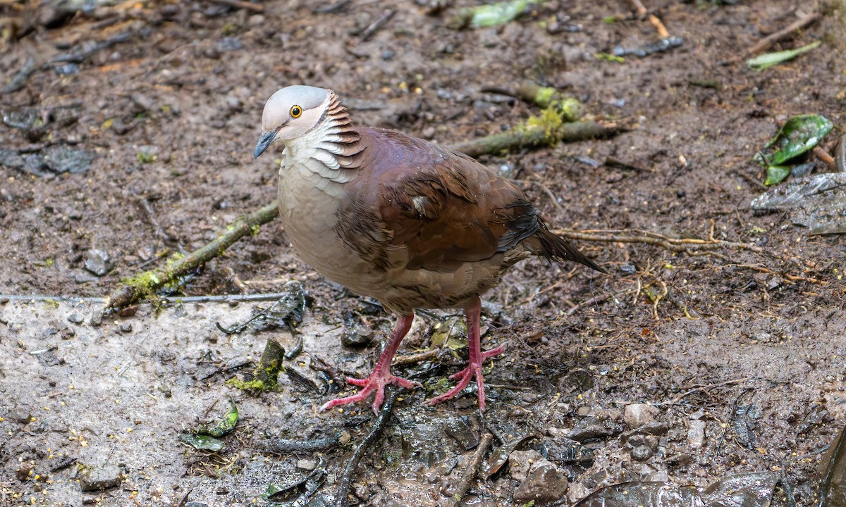 White-throated Quail-Dove - ML646915529