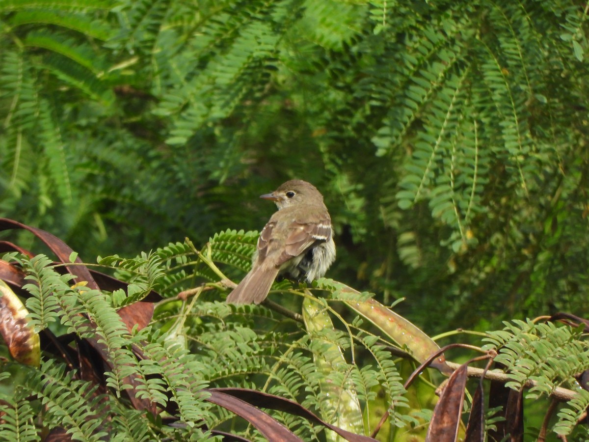 Alder Flycatcher - ML646915531