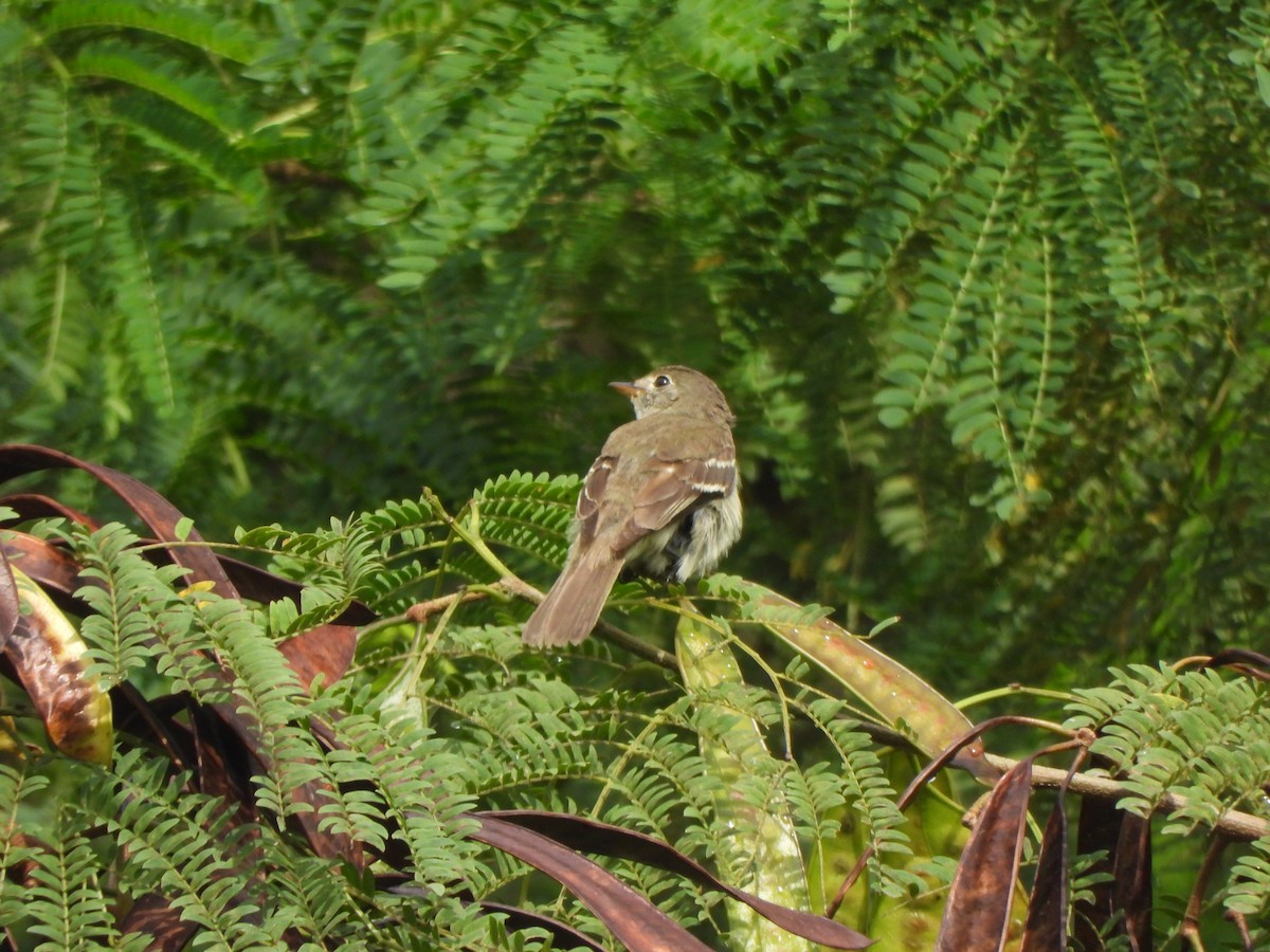 Alder Flycatcher - ML646915532