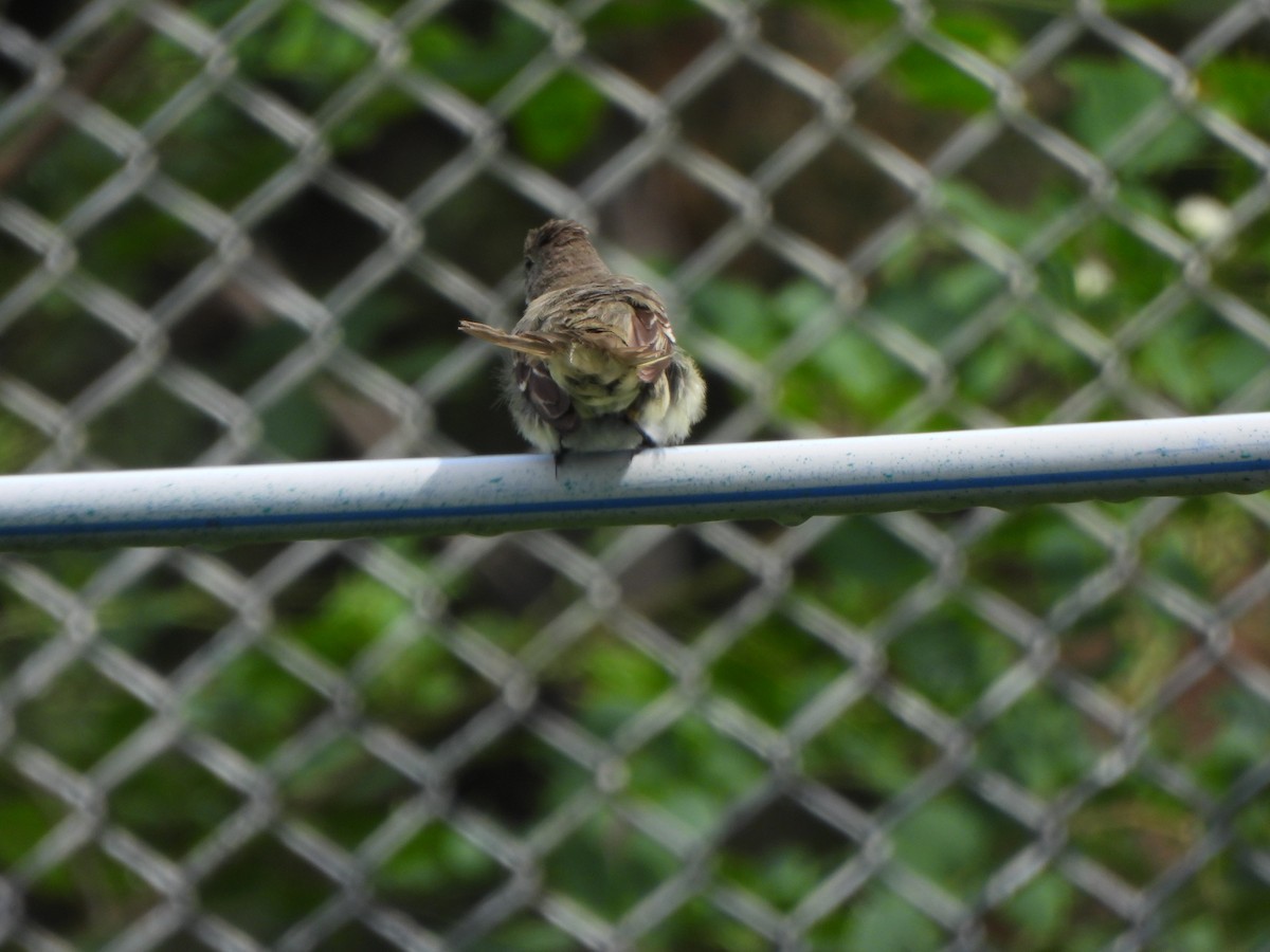 Alder Flycatcher - ML646915533
