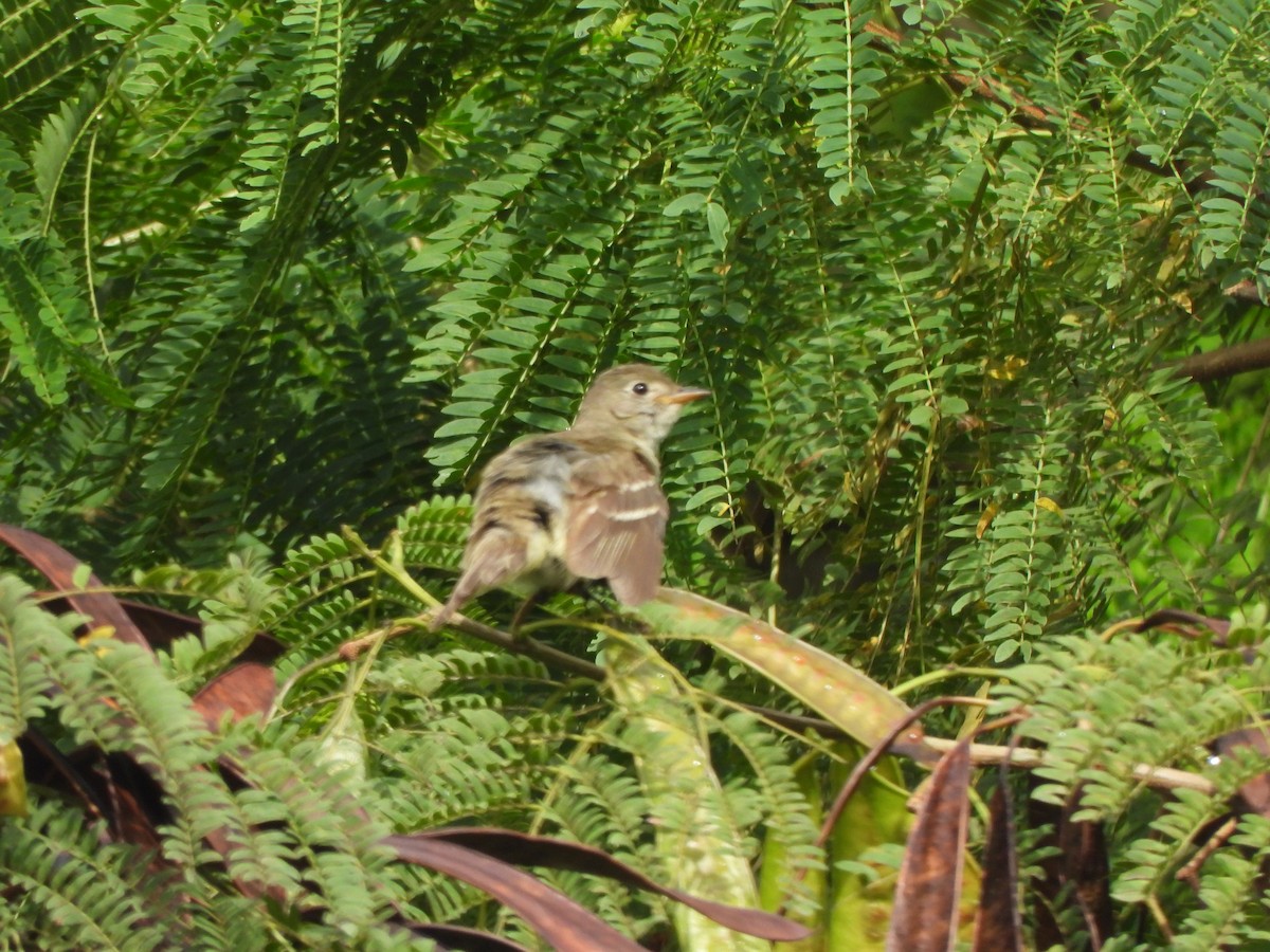 Alder Flycatcher - ML646915535
