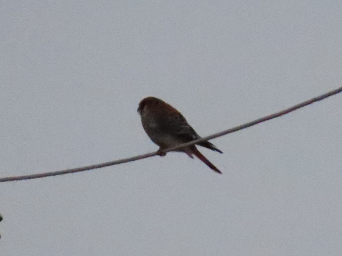 Belatz amerikarra - ML646915537