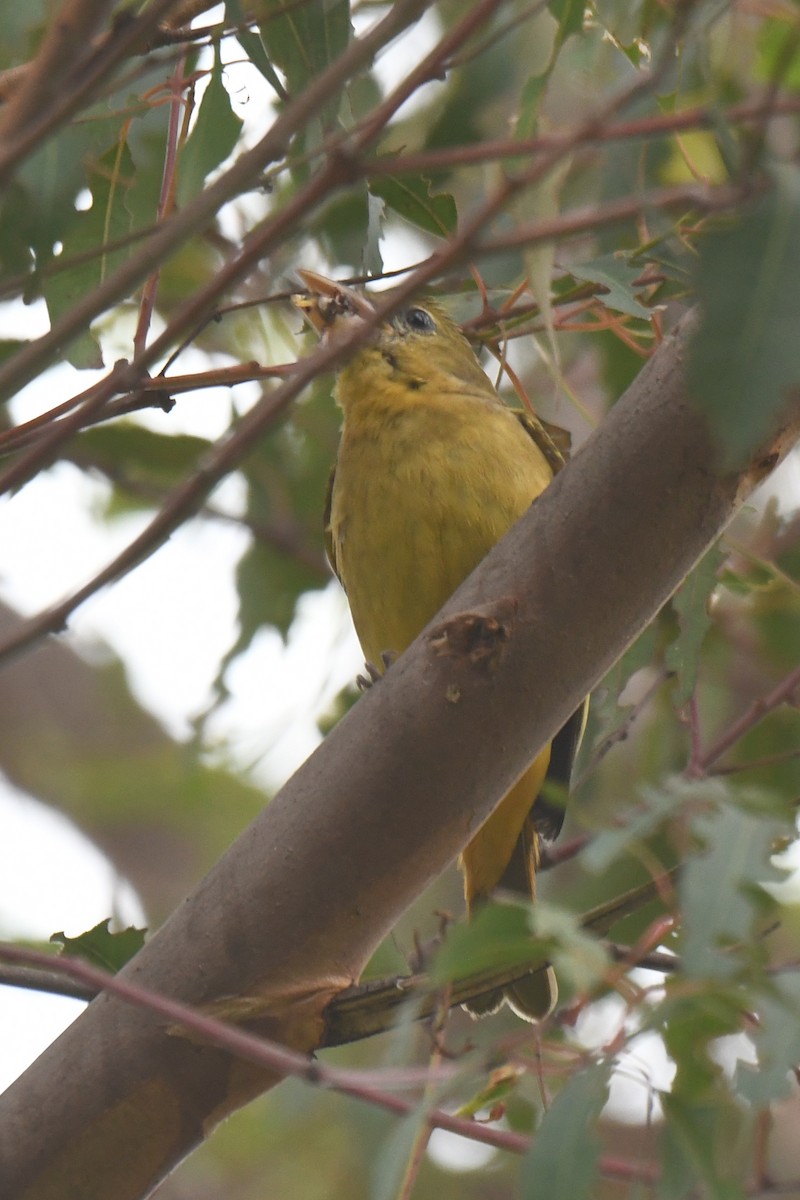 piranga ohnivá - ML646915538