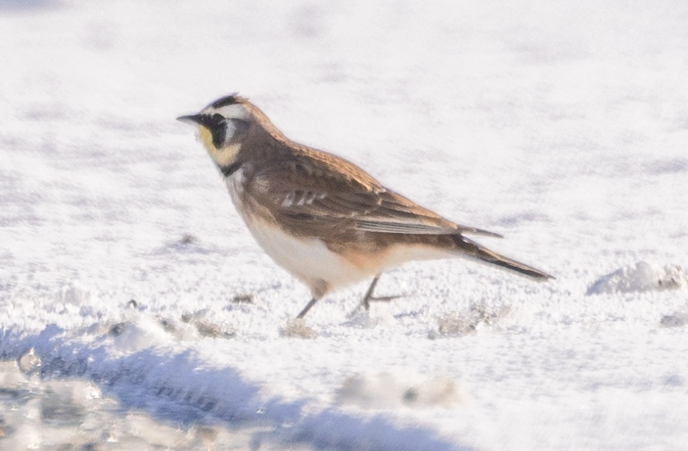 צחיחנית חרמון - ML646915541