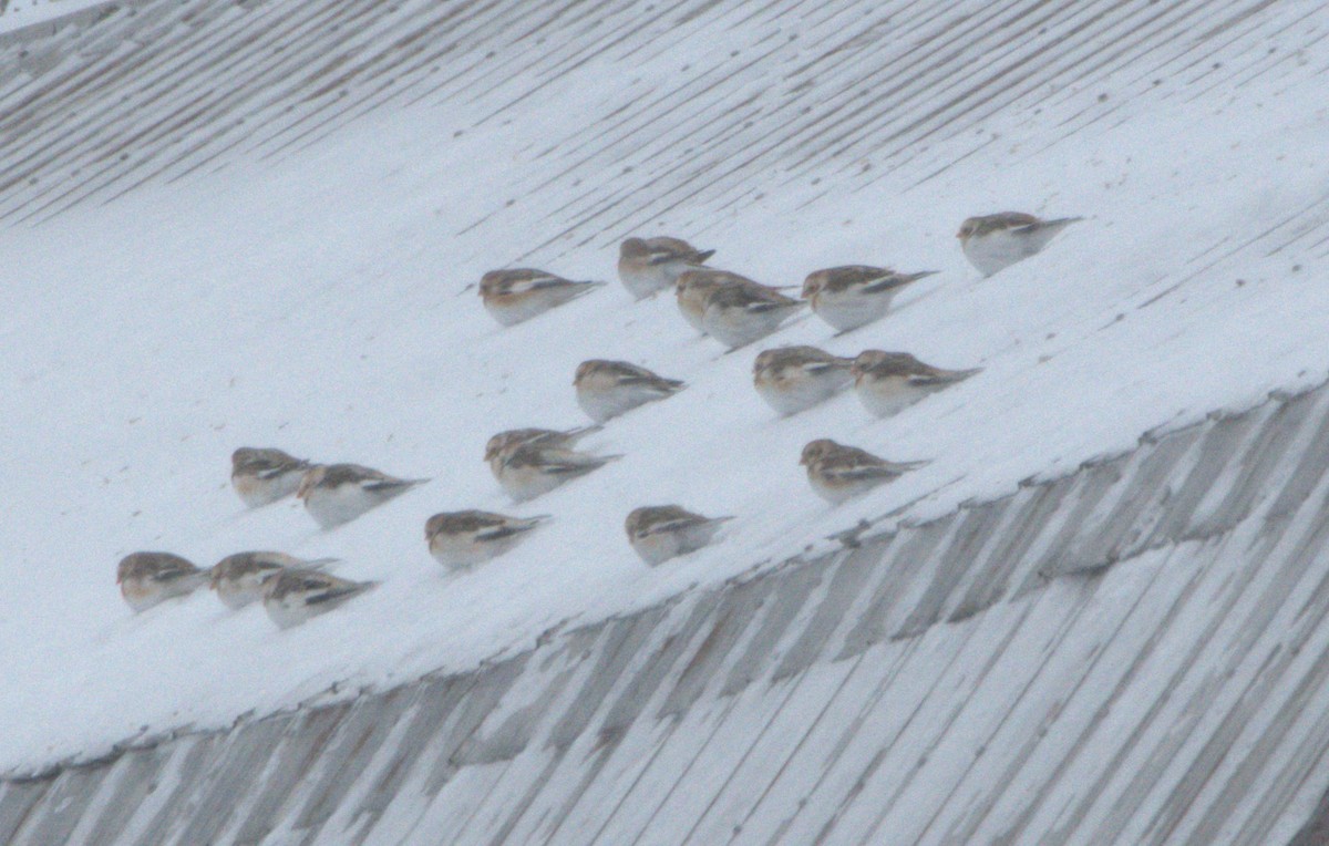 Пуночка снігова - ML646915542