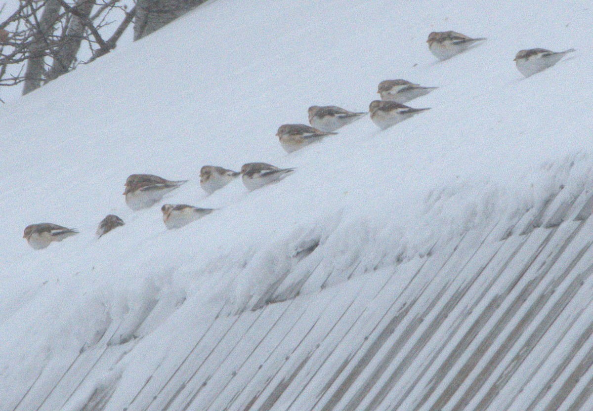 Пуночка снігова - ML646915543