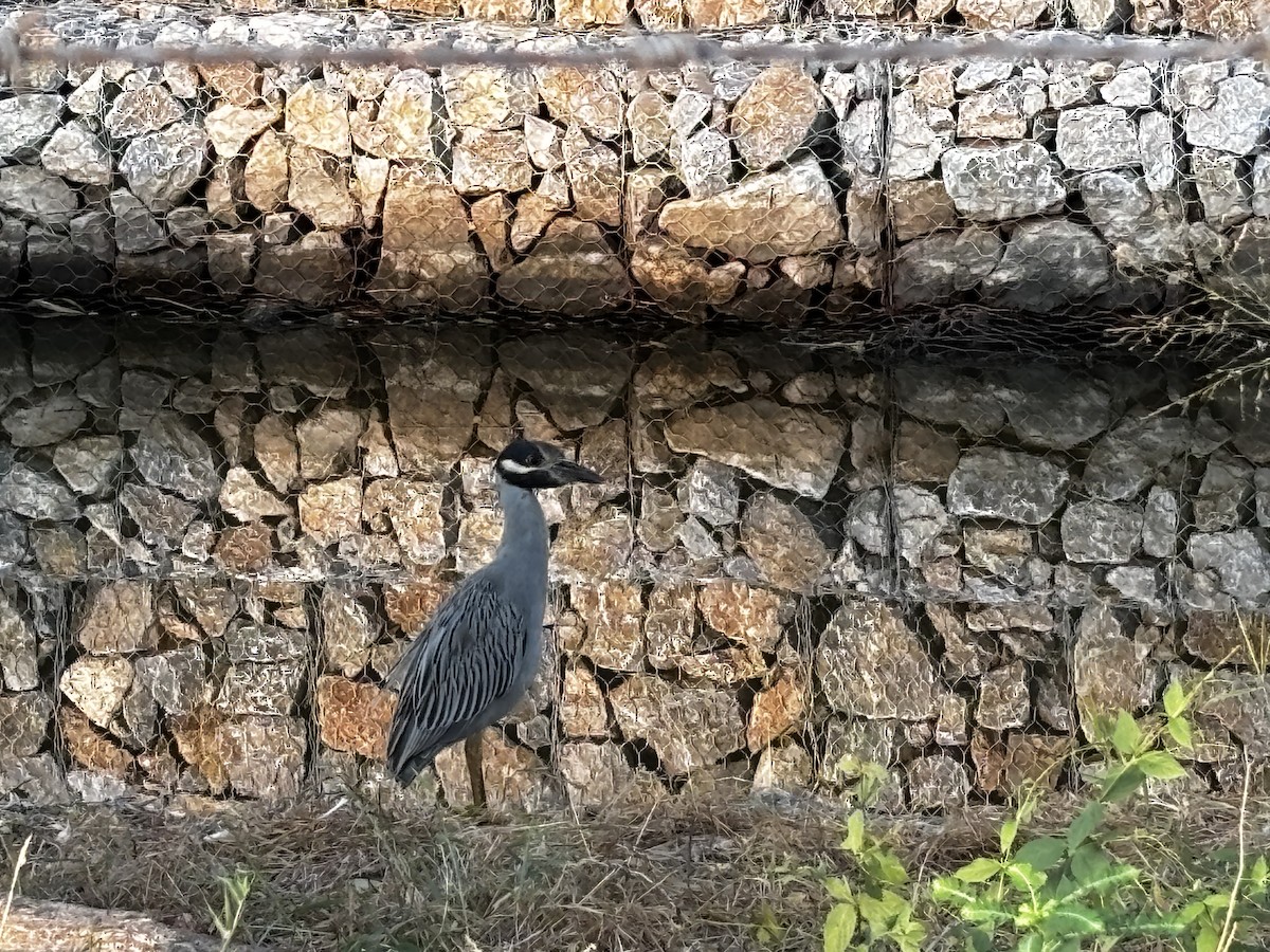 Yellow-crowned Night Heron - ML646915544