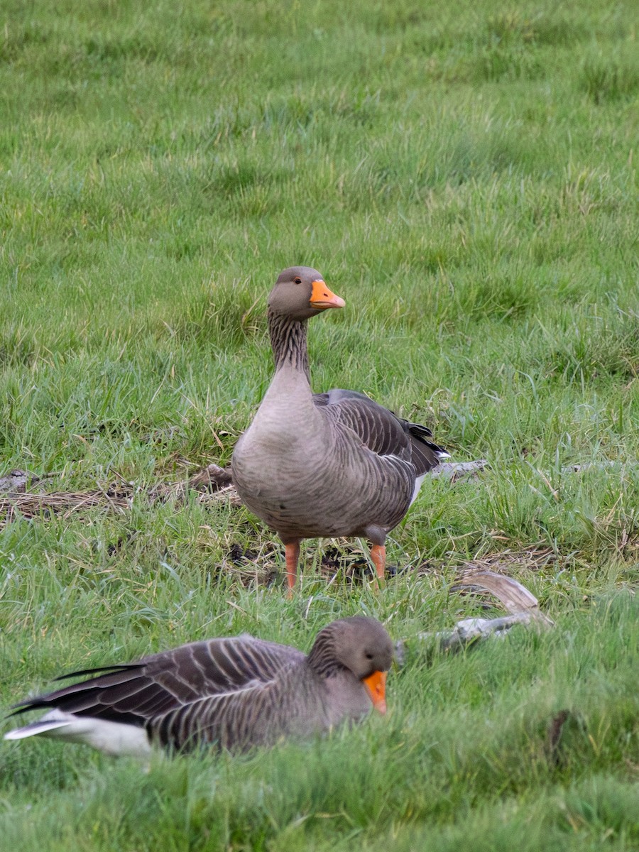 Graugans - ML646915552