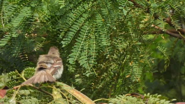 Alder Flycatcher - ML646915553