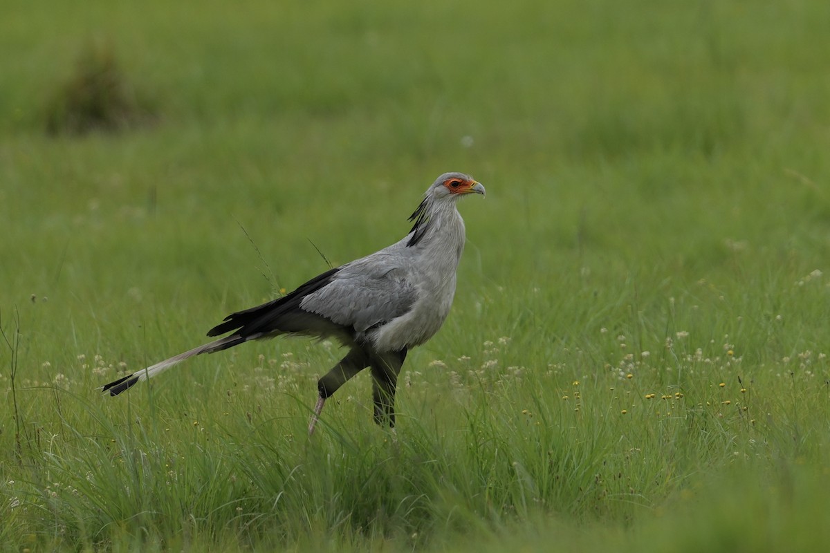 Secretarybird - ML646915564