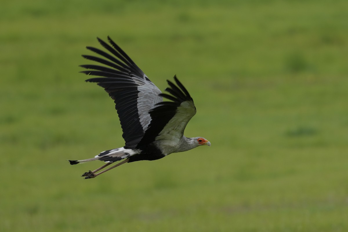 Secretarybird - ML646915565