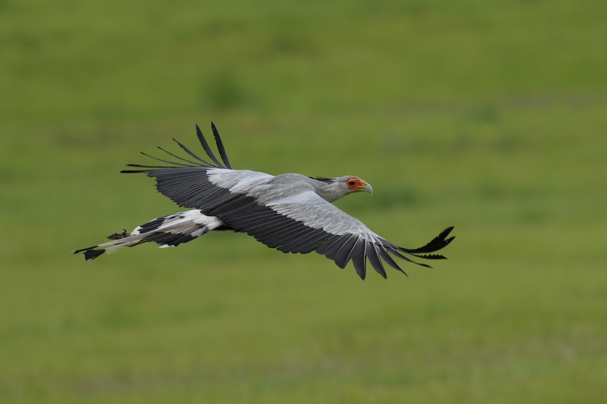 Secretarybird - ML646915566