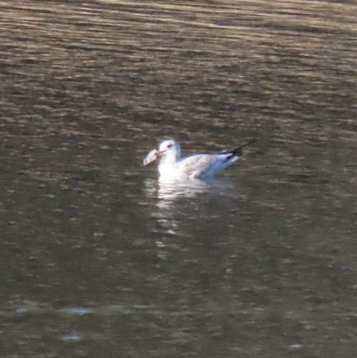 Ring-billed Gull - ML646915577