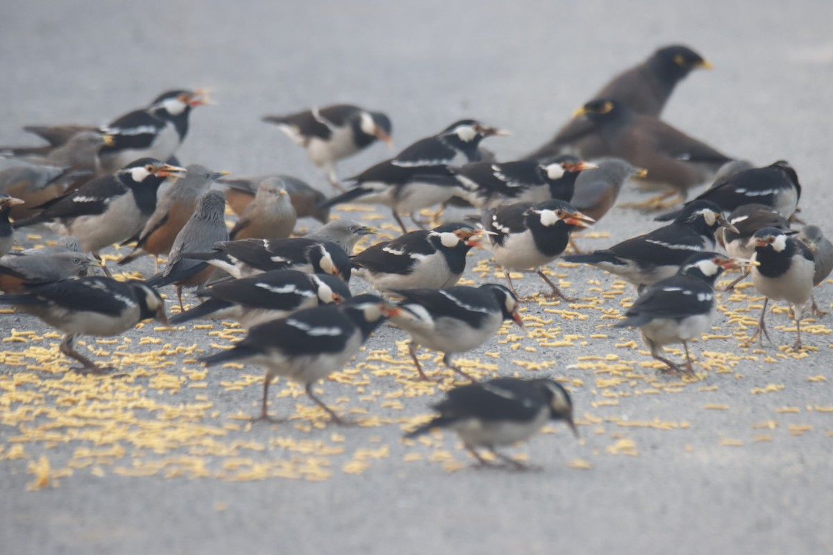 Étourneau à tête grise - ML646915580