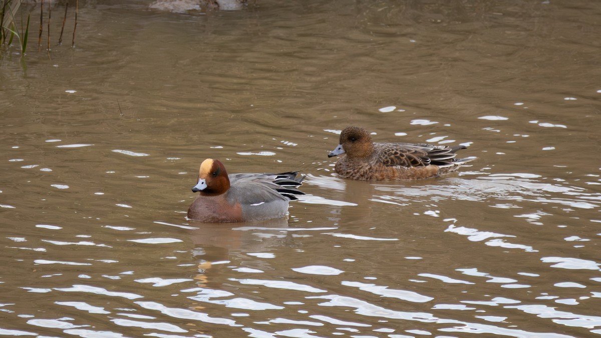 Pfeifente - ML646915581