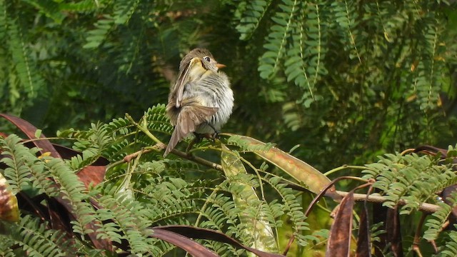 Alder Flycatcher - ML646915582
