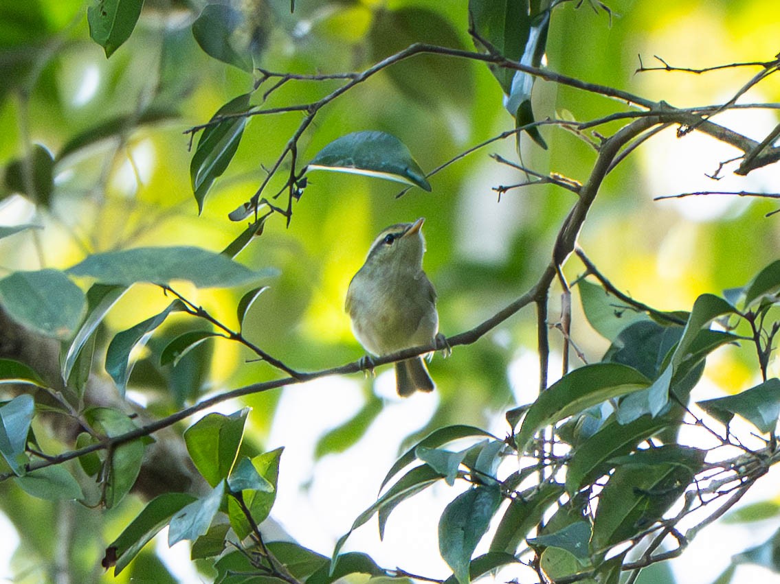 budníček zelený - ML646915584