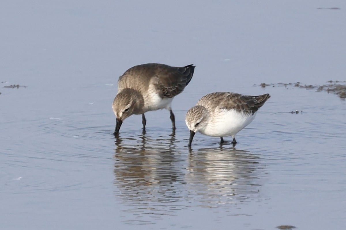 Kara Karınlı Kumkuşu - ML646915585