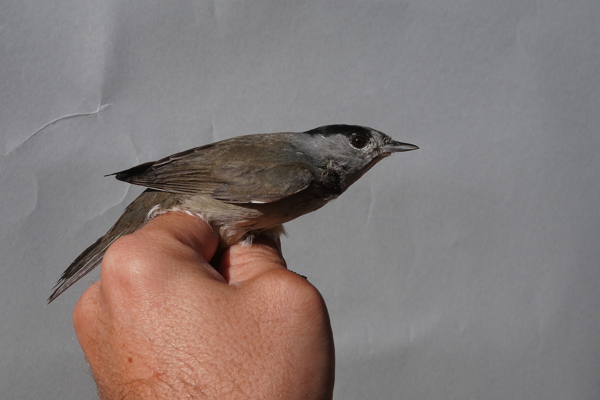 Eurasian Blackcap - ML646915586
