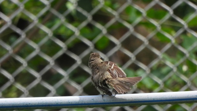 Alder Flycatcher - ML646915587