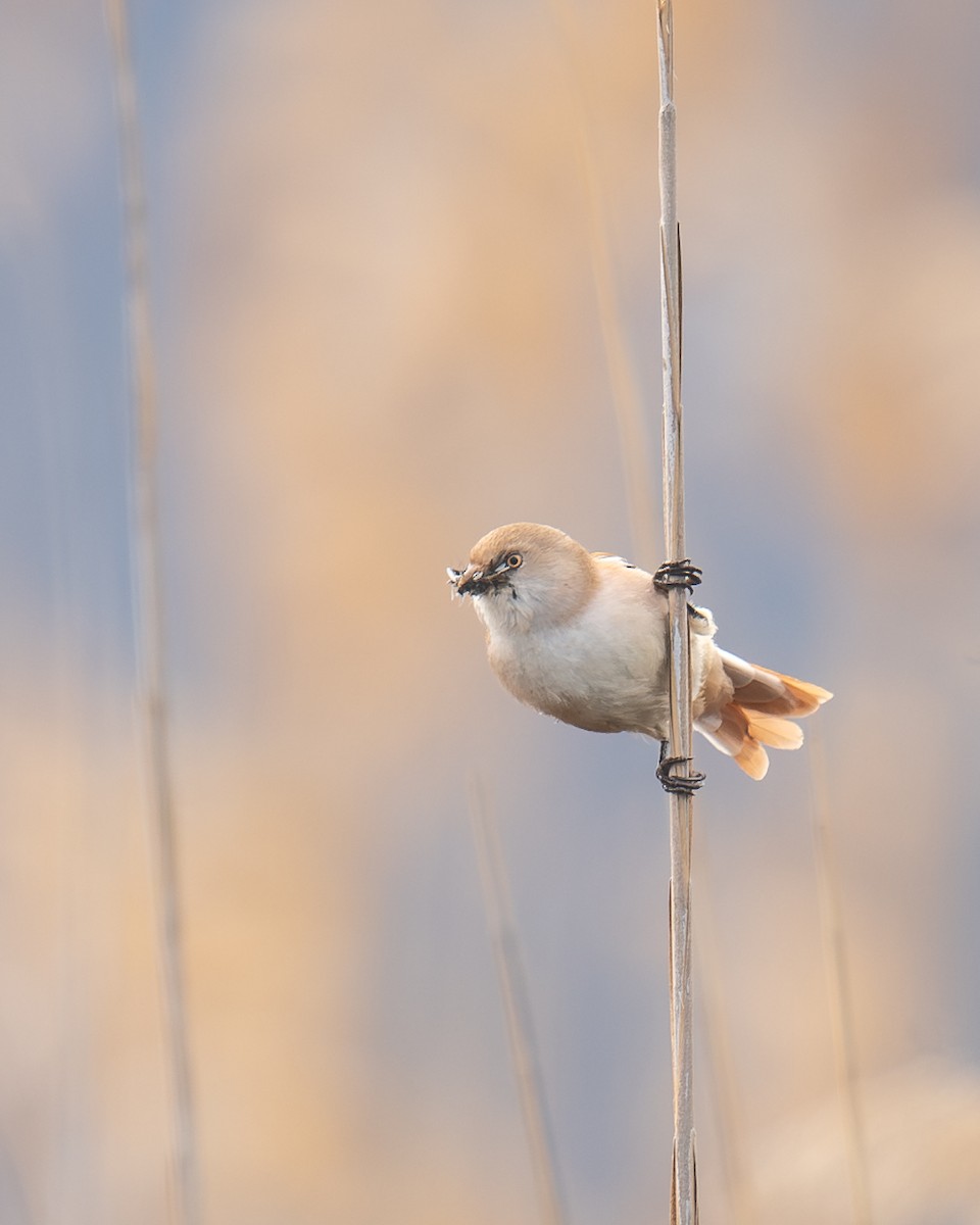 Сахалт хөх бух - ML646915595