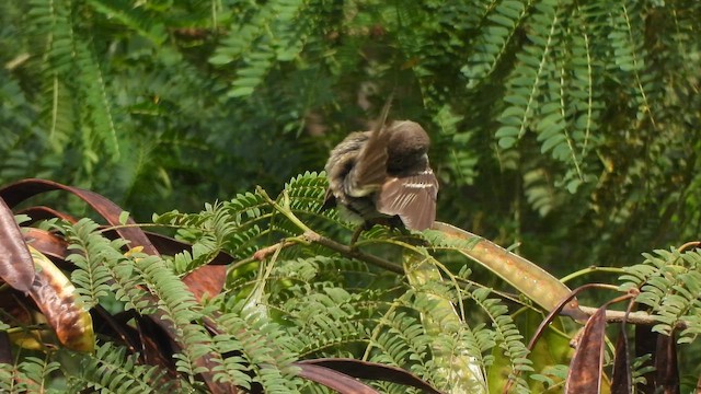 Alder Flycatcher - ML646915598