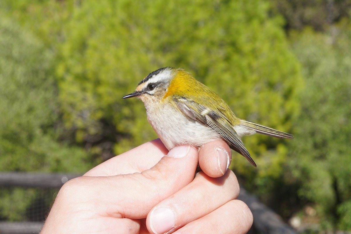 Красноголовый королёк - ML646915600