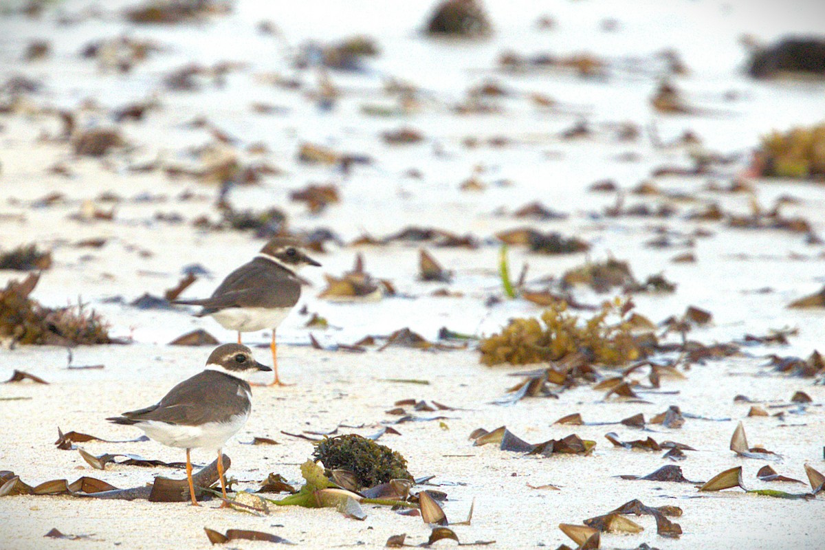 Common Ringed Plover - ML646915604