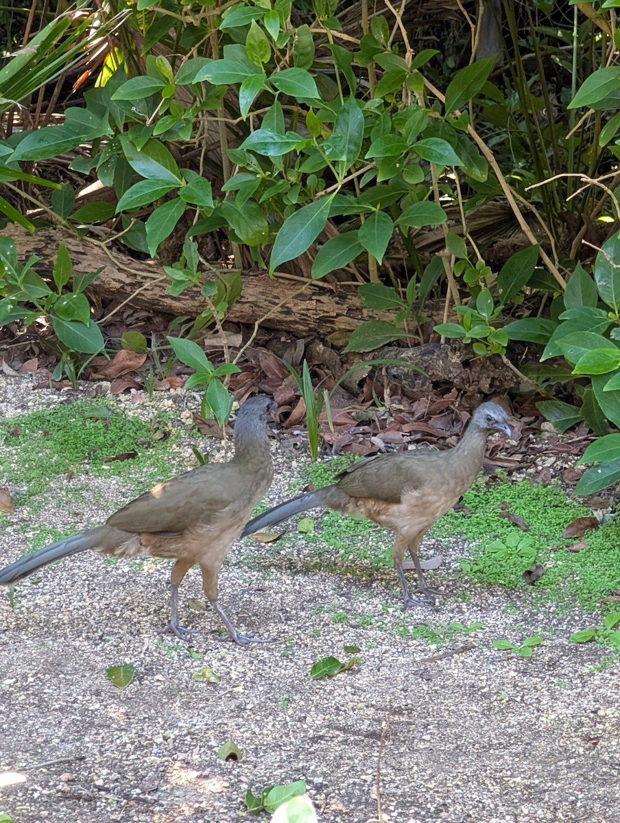 čačalaka obecná - ML646915610