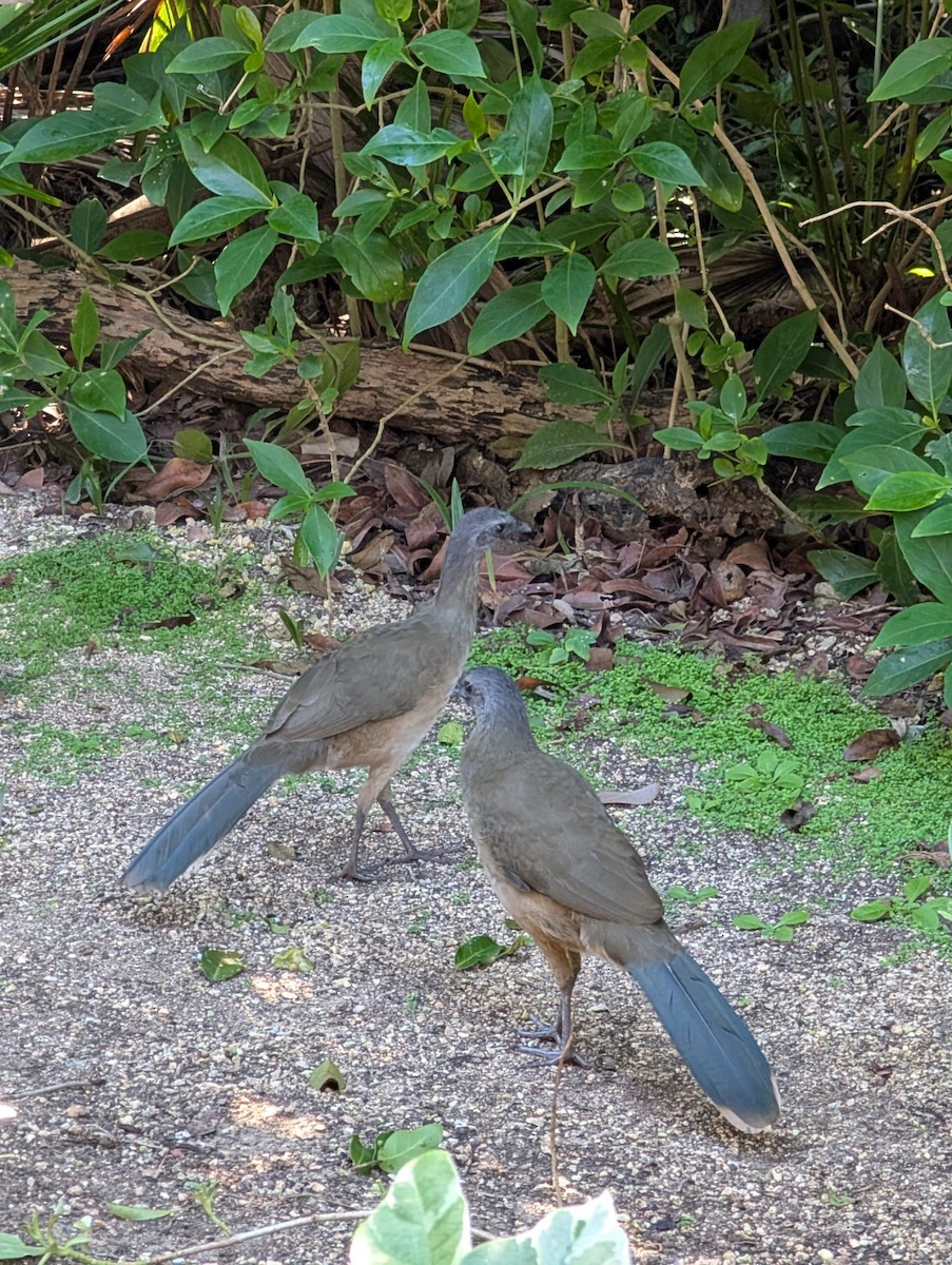 čačalaka obecná - ML646915611