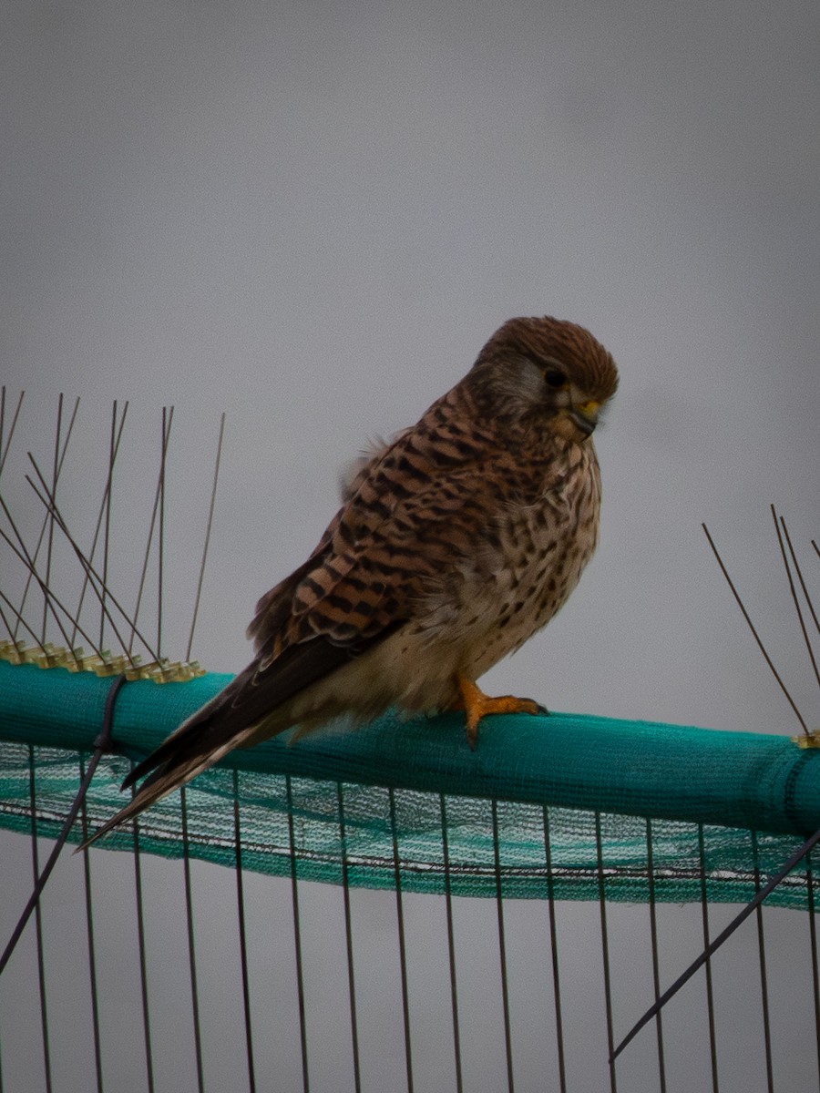 Turmfalke - ML646915612