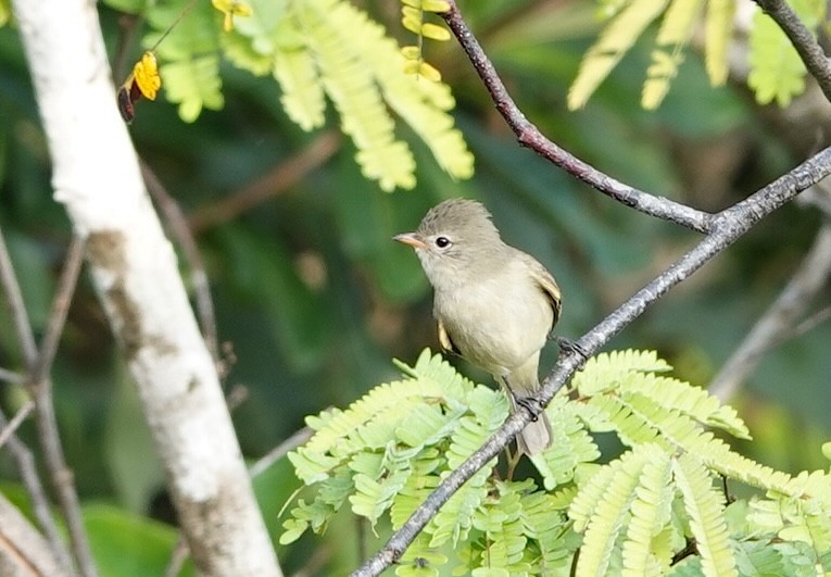 メグロハエトリ - ML646915621