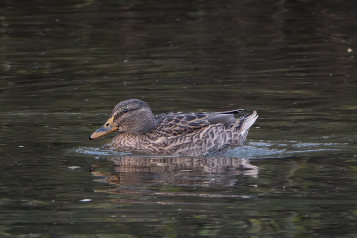 stokkand - ML646915623