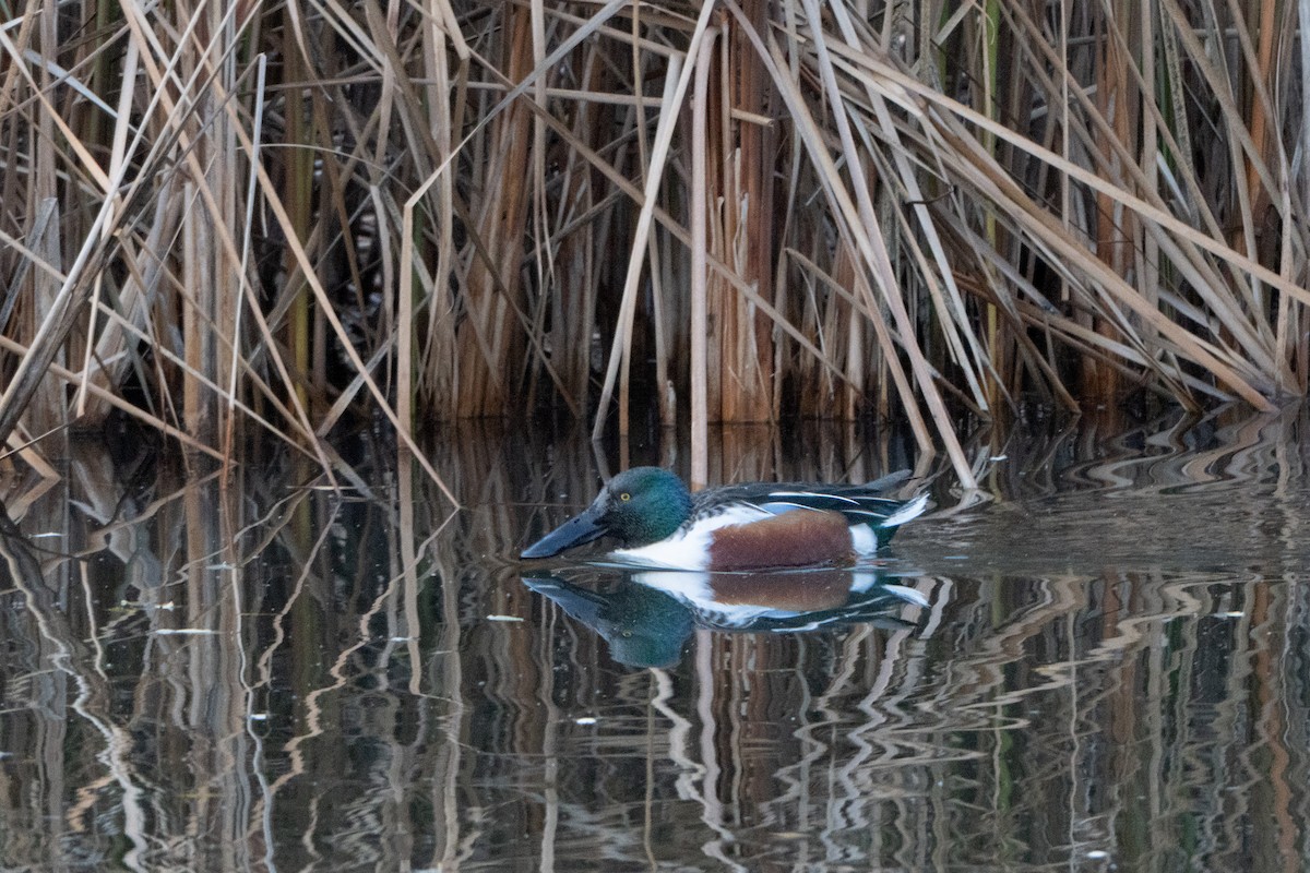 skjeand - ML646915624