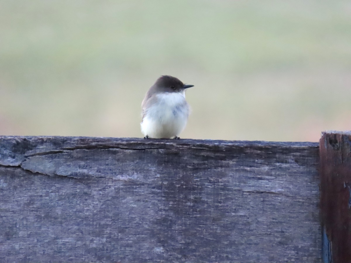 Eastern Phoebe - ML646915625