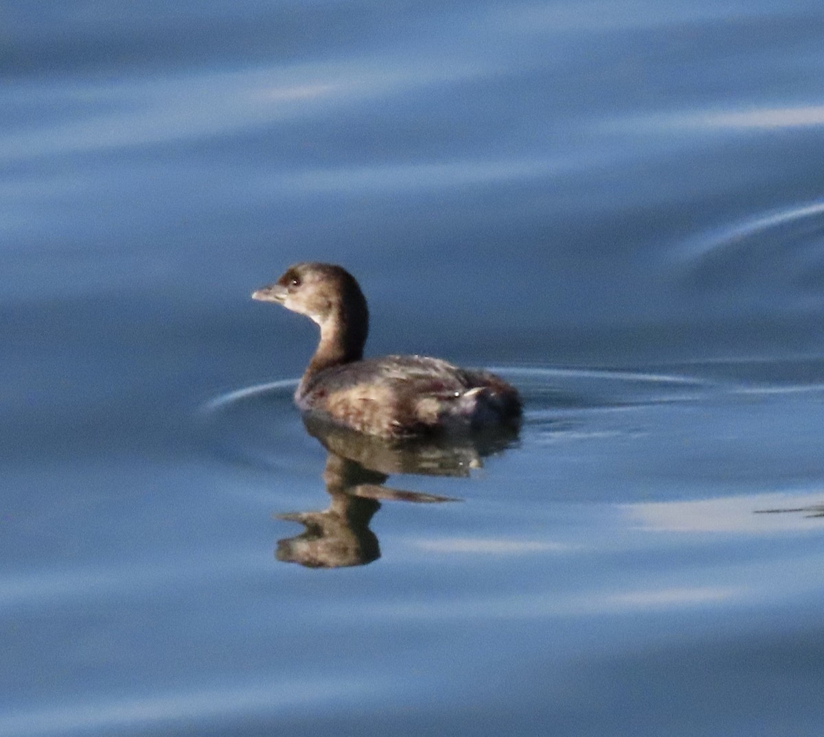 Pied-billed Grebe - ML646915631