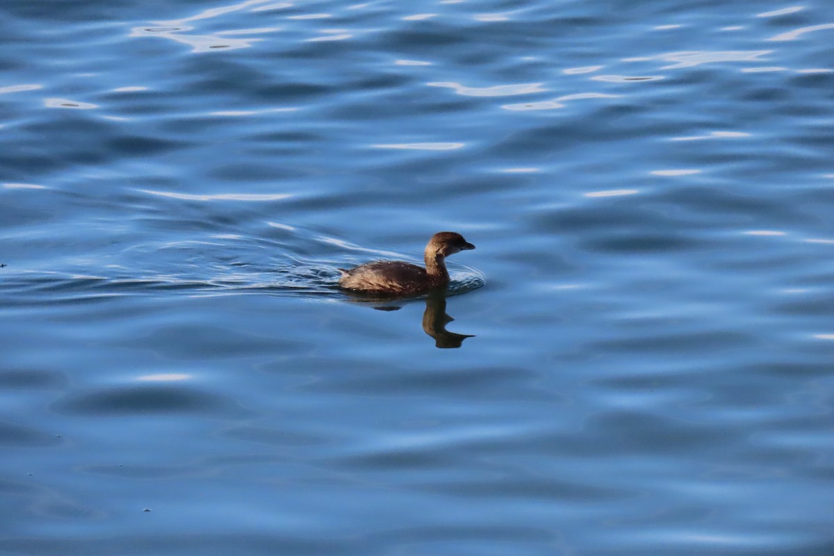 Pied-billed Grebe - ML646915632
