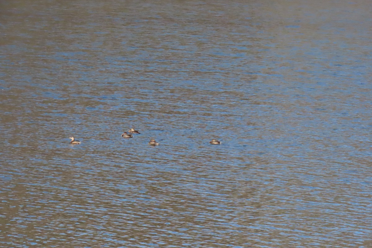 Pied-billed Grebe - ML646915633
