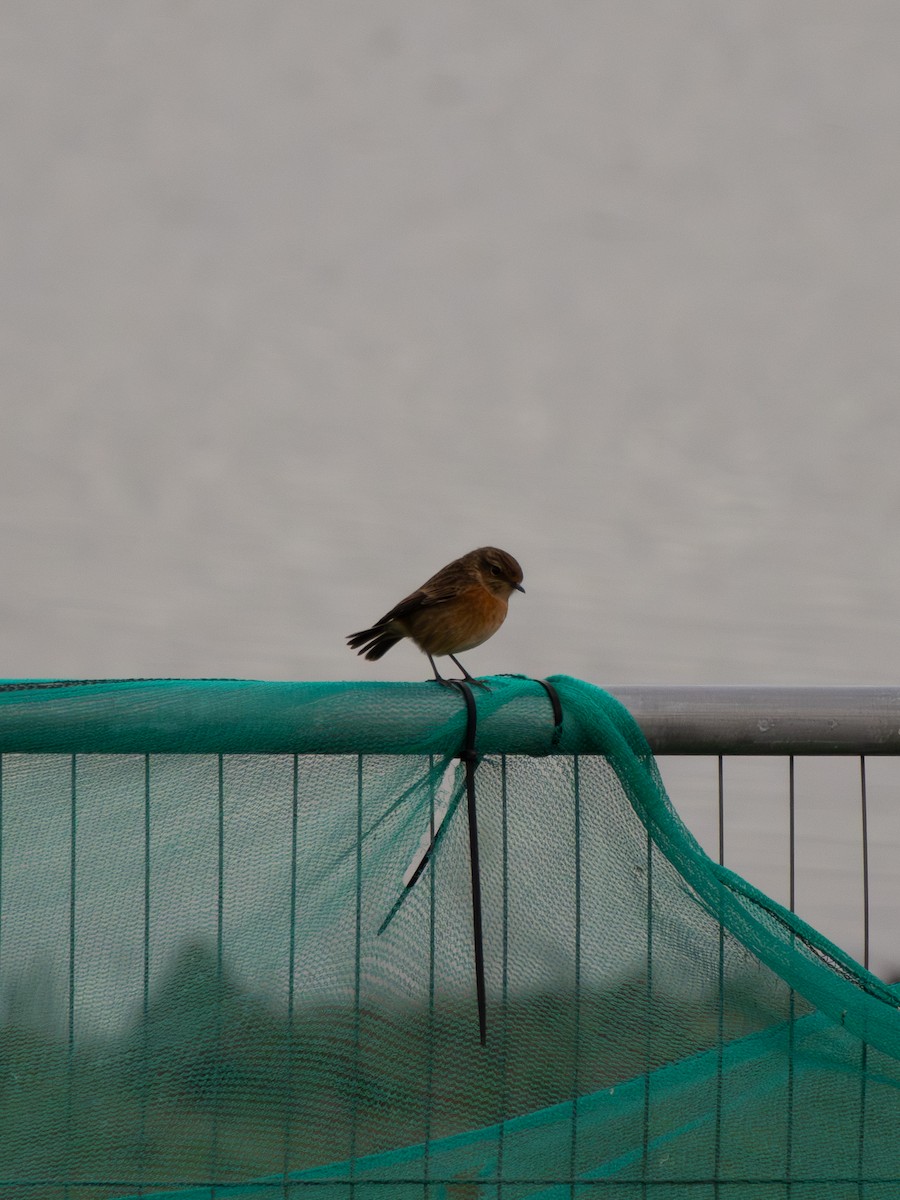 Schwarzkehlchen - ML646915635