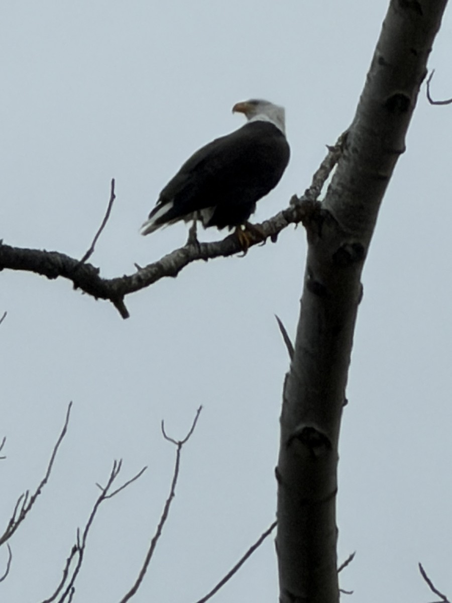 Белоголовый орлан - ML646915639