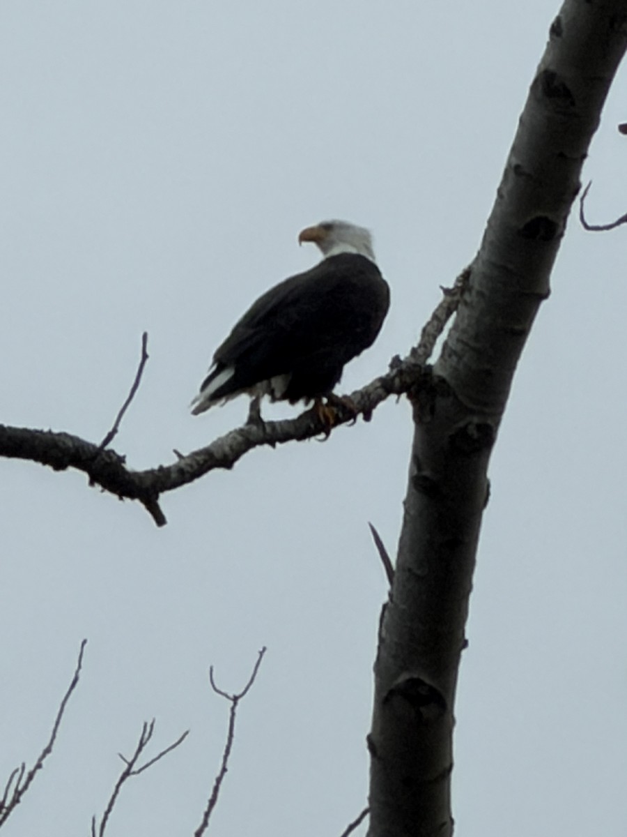 Белоголовый орлан - ML646915640