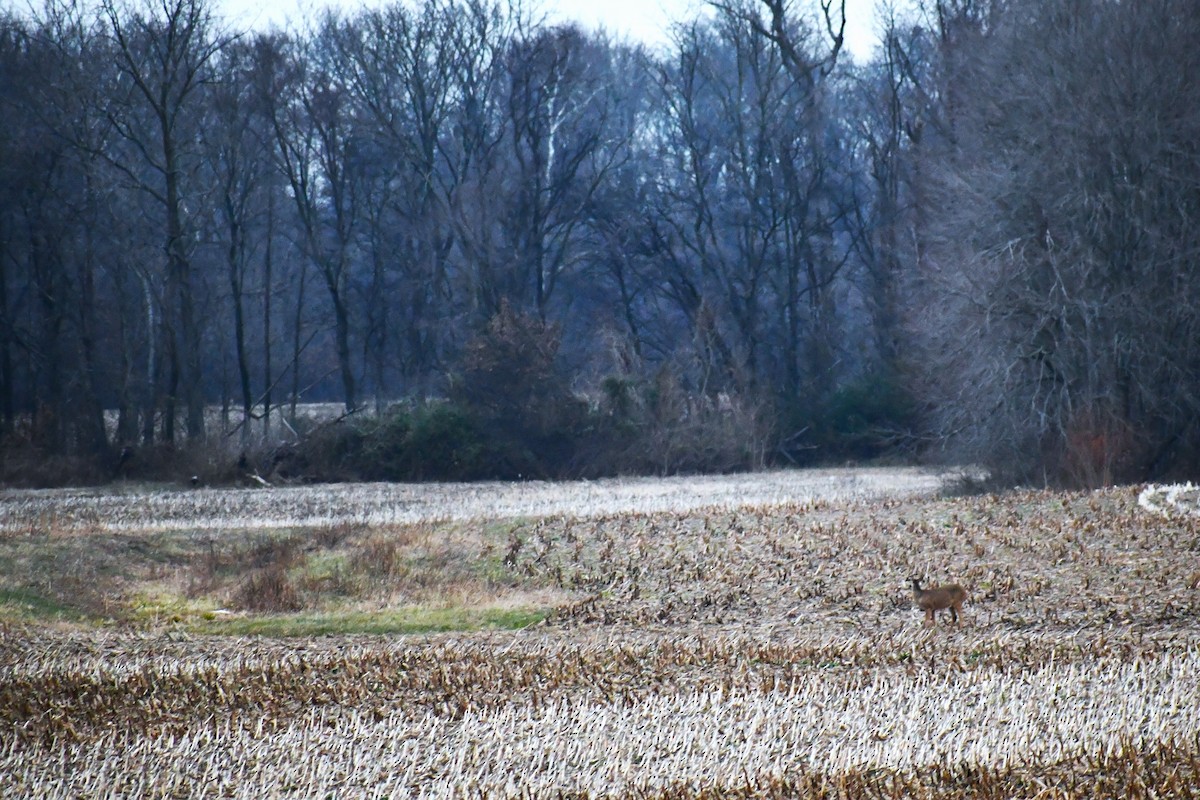 White-tailed Deer - ML646915647