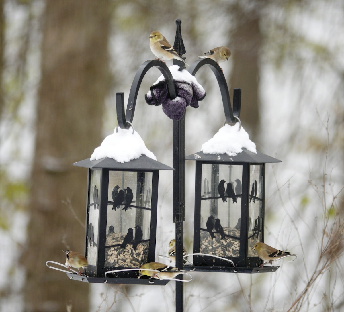 gulstillits - ML646915663