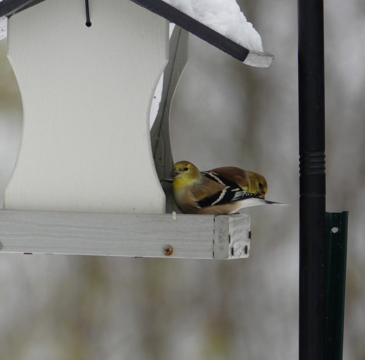 gulstillits - ML646915664