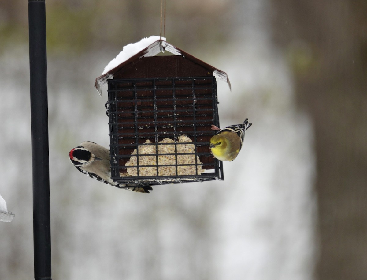 gulstillits - ML646915665