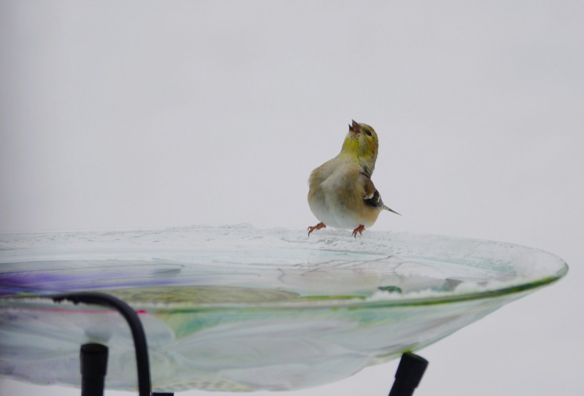 gulstillits - ML646915666