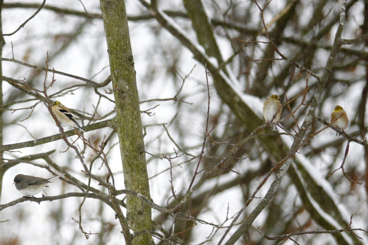 gulstillits - ML646915667