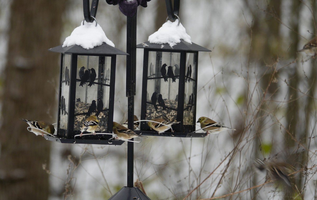 gulstillits - ML646915668